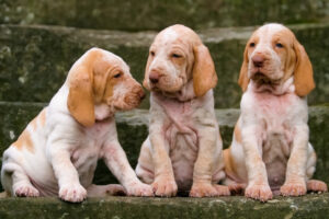 Santa Rosa Labrador breeder