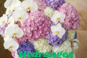 Hydrangea Bouquet Sg