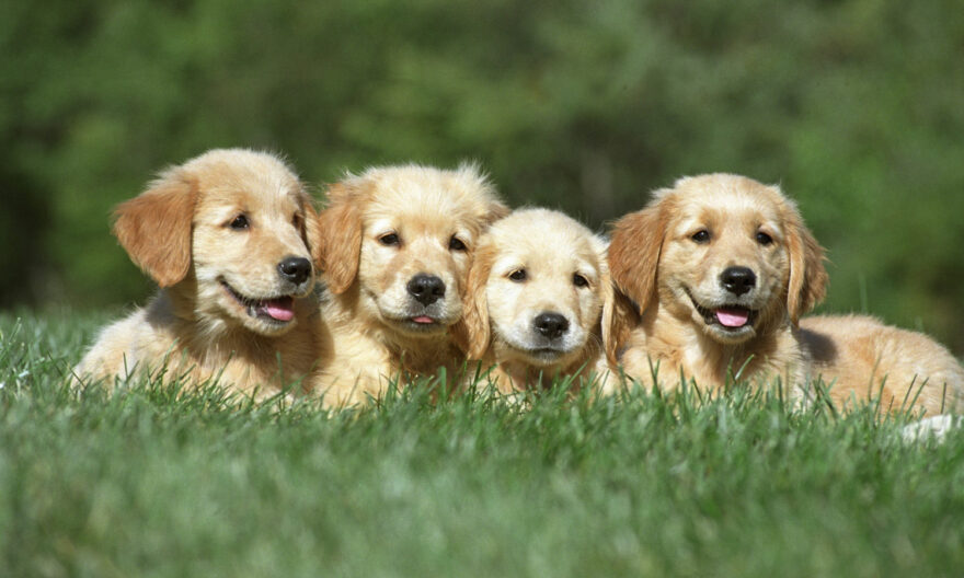 AKC Lab puppies northern California