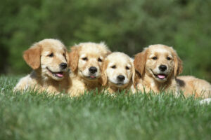 Labrador Retriever breeder