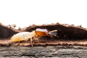 termite treatment