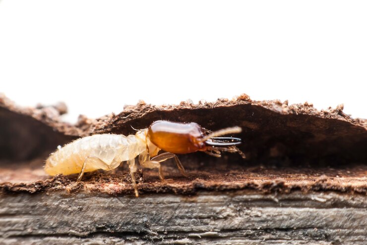 termite treatment